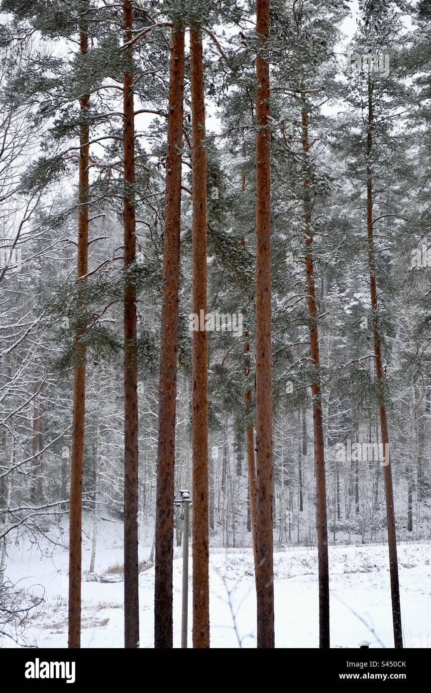 The group of the beautiful bright young thin pine trees in the contrast with the surrounding landscape - Smartphone Captured Stock Image