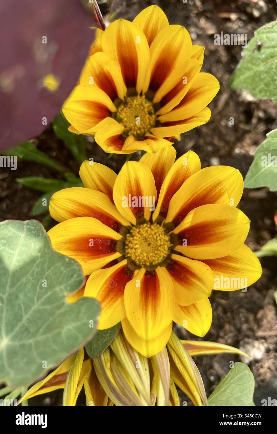 Striped flower hires stock photography and images Alamy