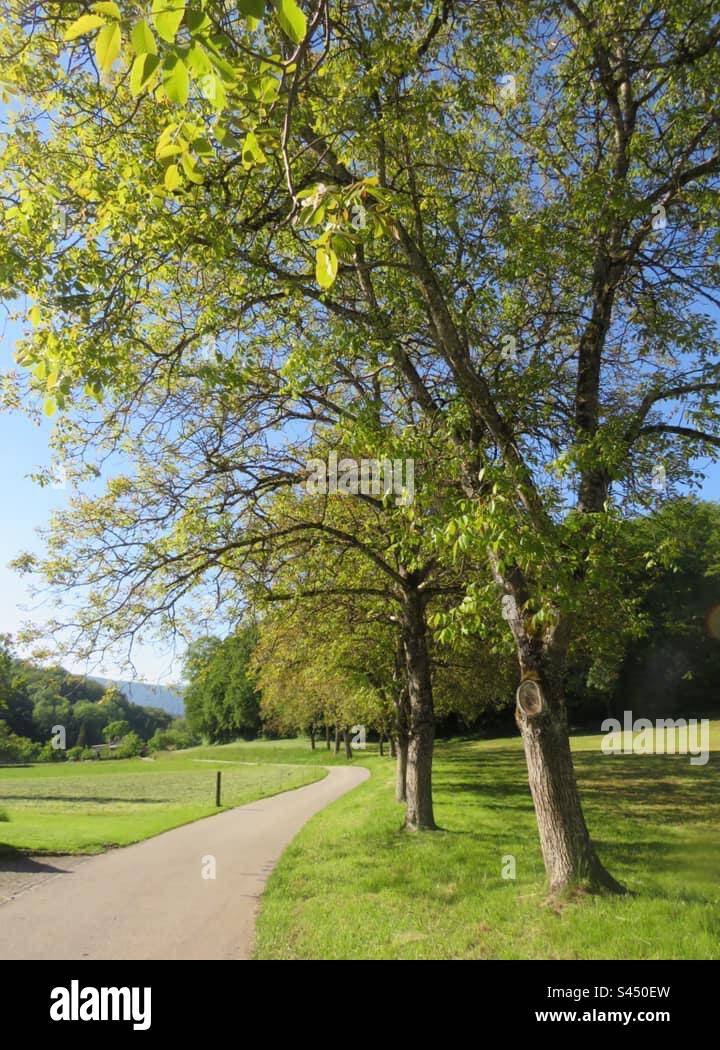 Street at the countryside! Switzerland! - Smartphone Captured Stock Image