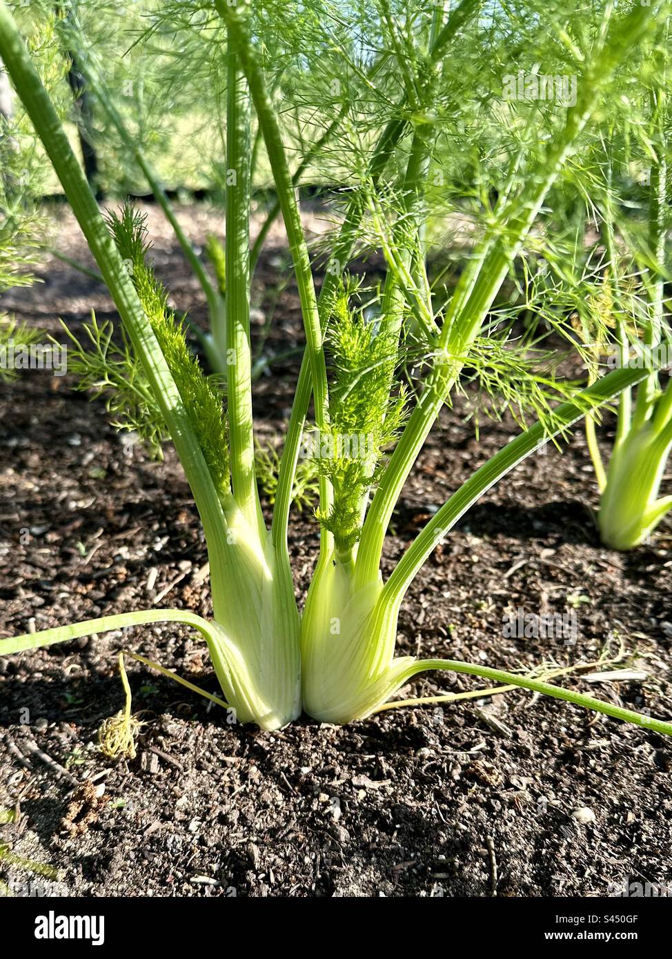 Two fennel plants growing closely together Stock Photo Alamy