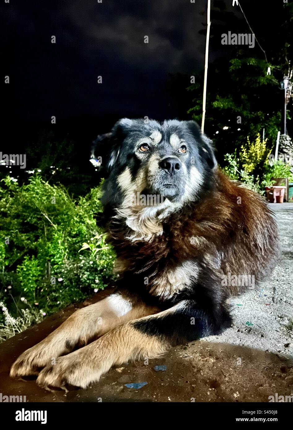 A gentle giant Indian himalayan Bhotia - Smartphone Captured Stock Image