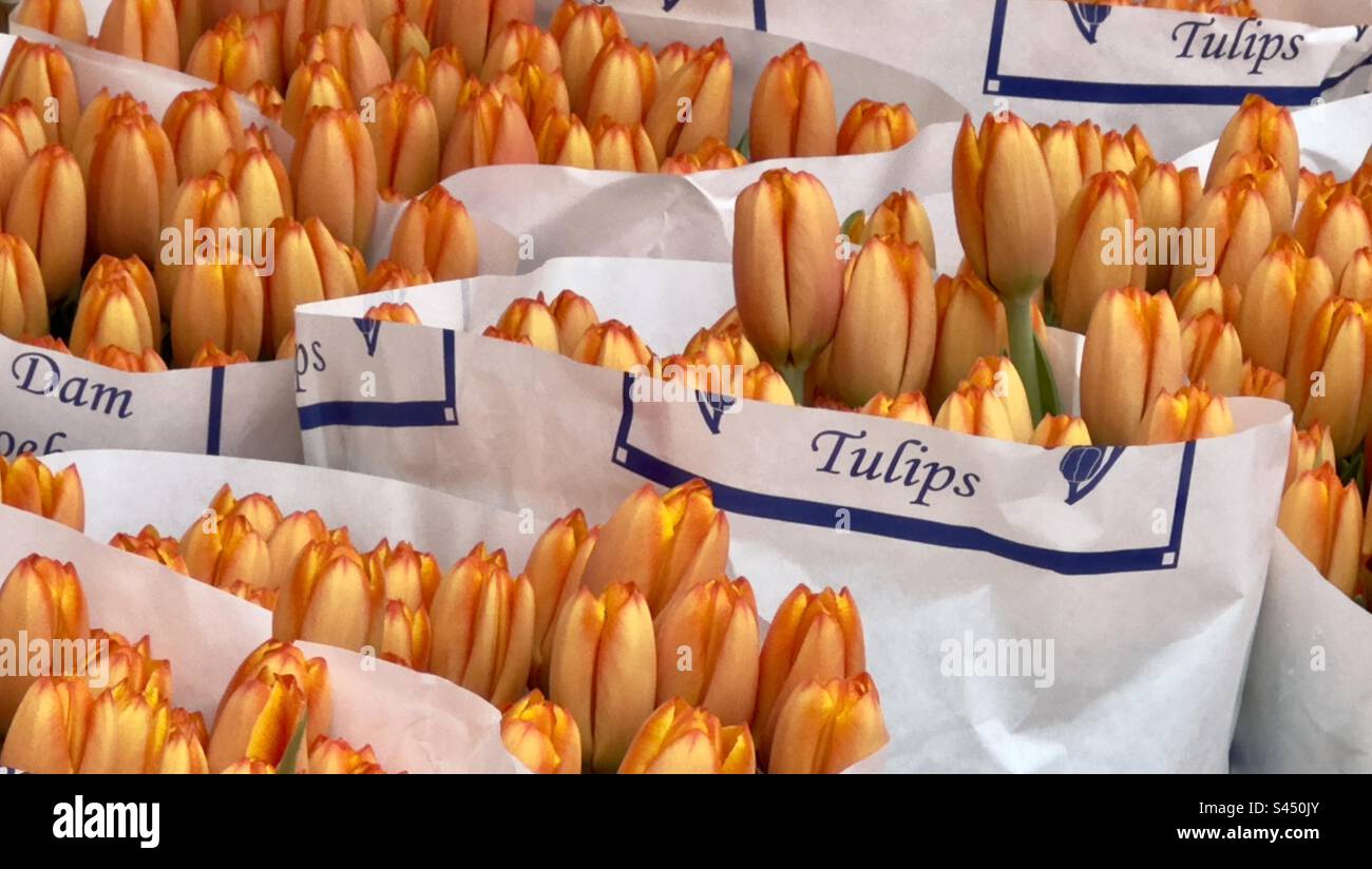 Bunches of orange tulips wrapped in paper, bearing the word ‘tulips’ on sale in a street market in Leiden in the Netherlands. - Smartphone Captured Stock Image