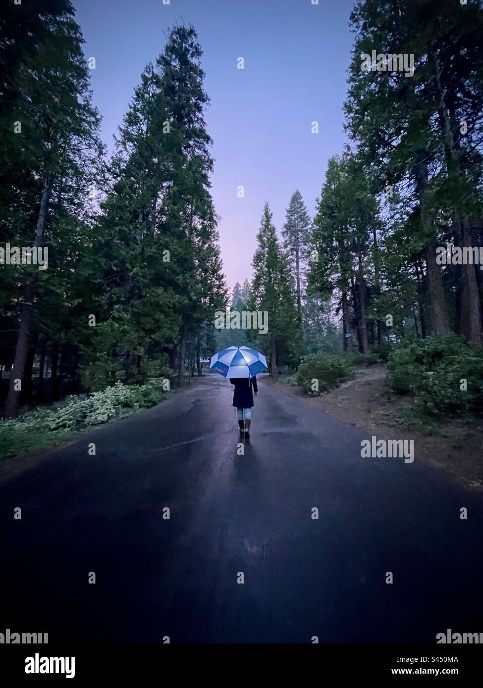 A woman walks walks down a road in the forest on a rainy evening. Shaver Lake, California. USA. - Smartphone Captured Stock Image