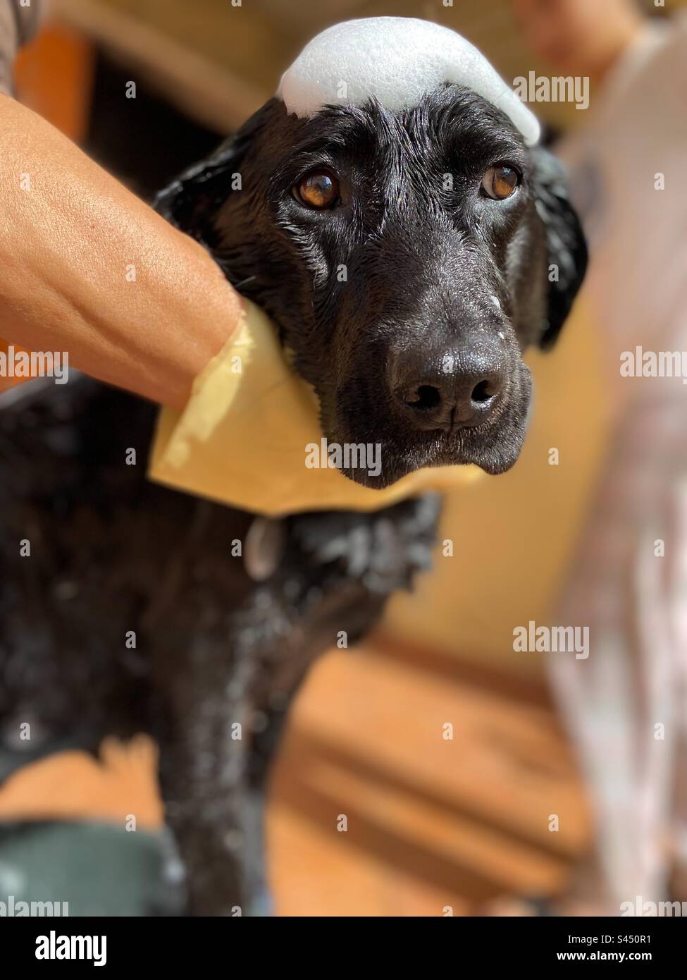 Dog bath 🛁 Stock Photo - Alamy