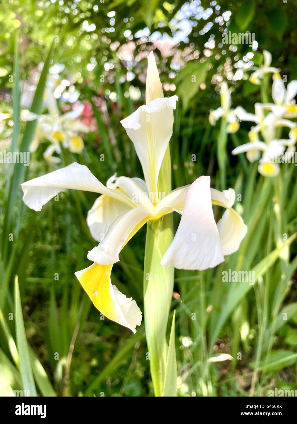 Iris orientalis. Stock Photo