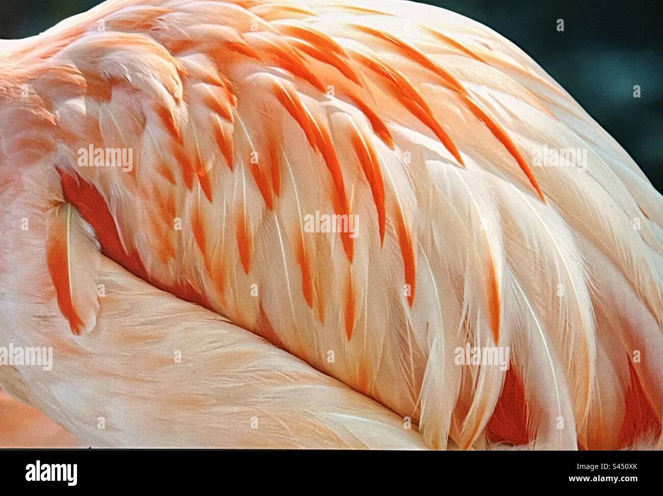 Natural patterns, adult flamingo, Phoenicopterus ruber, pinkcolourful, adult, bird, water bird - Smartphone Captured Stock Image