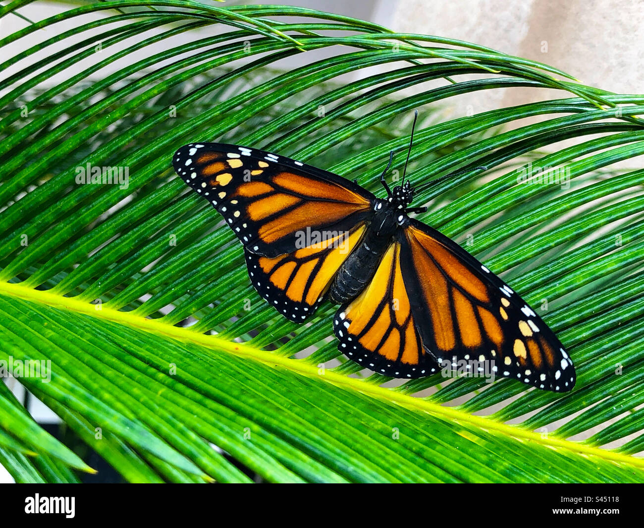 A newly emerged female Monarch butterfly drying her wings on a sago palm frond in Florida. - Smartphone Captured Stock Image