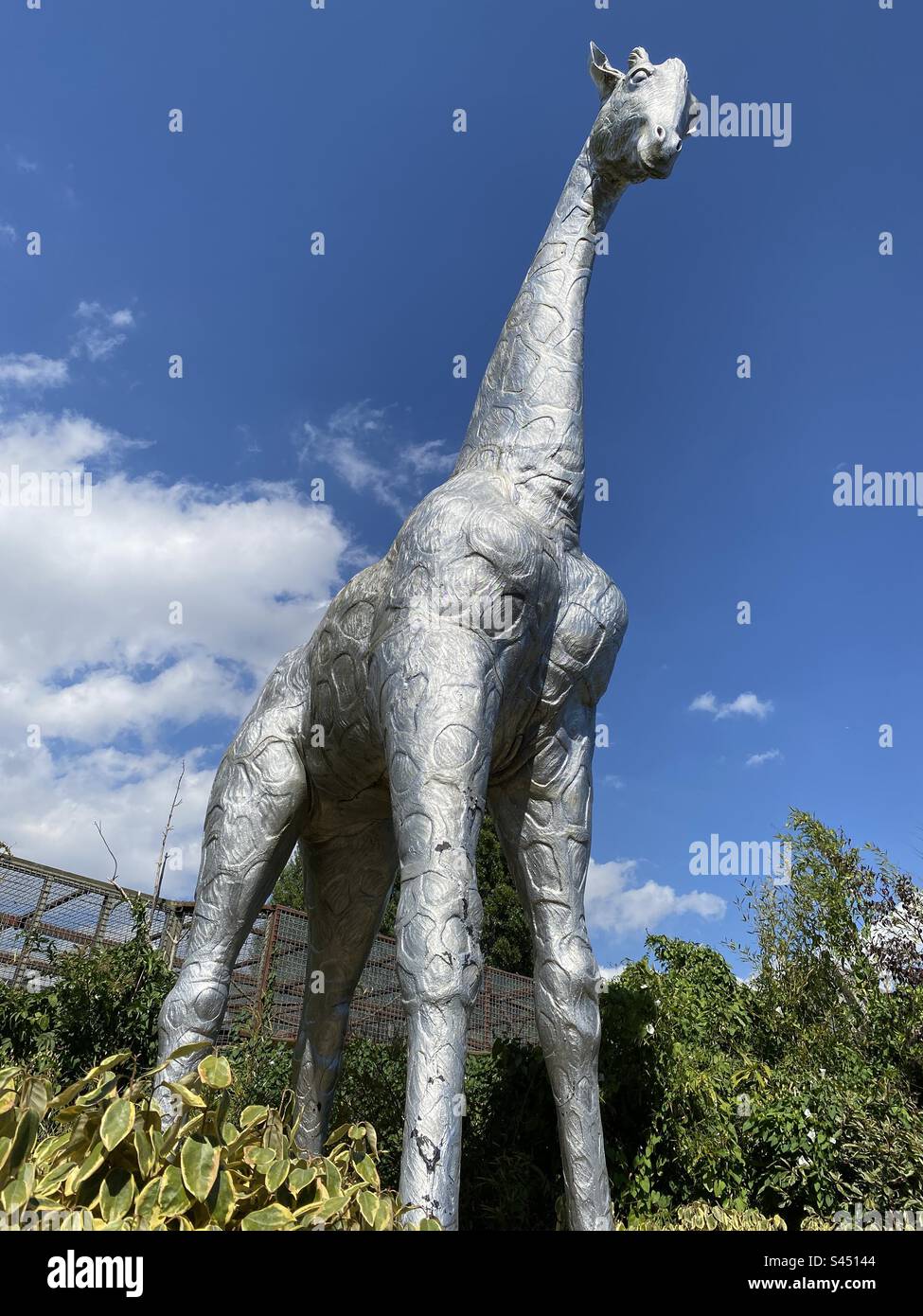 Statue of a giant silver coloured giraffe at Colchester zoo - Smartphone Captured Stock Image