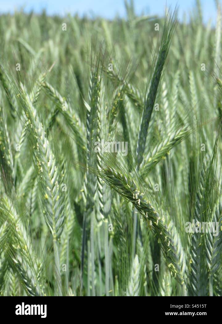 Grain Field! Switzerland! - Smartphone Captured Stock Image