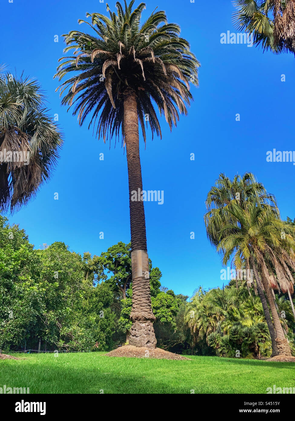Royal Botanic Gardens Victoria Melbourne - Smartphone Captured Stock Image