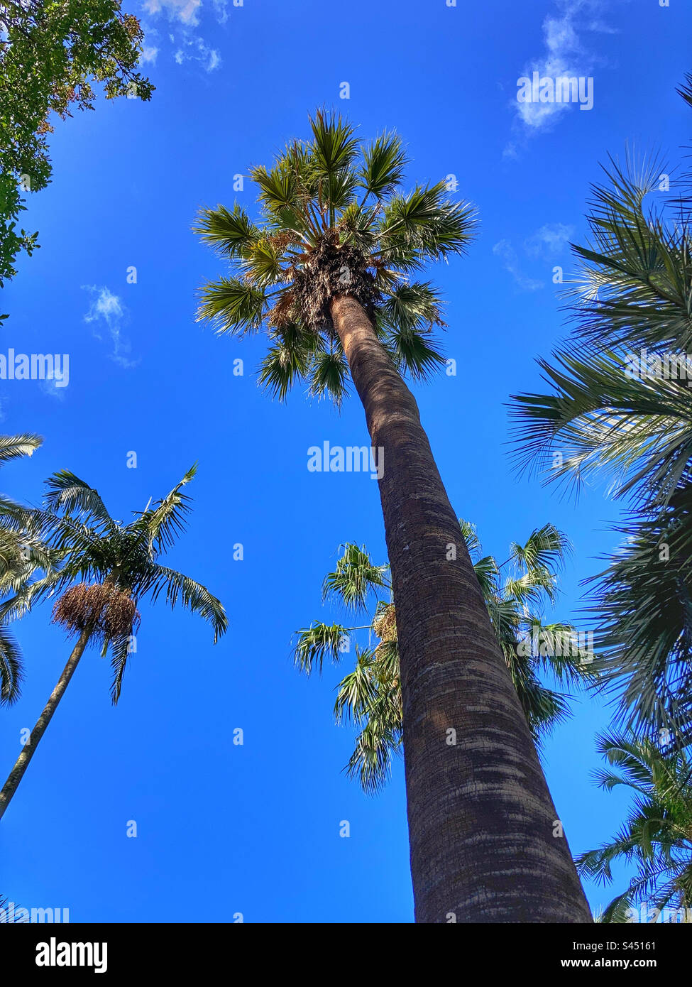 Royal Botanic Gardens Victoria Melbourne - Smartphone Captured Stock Image