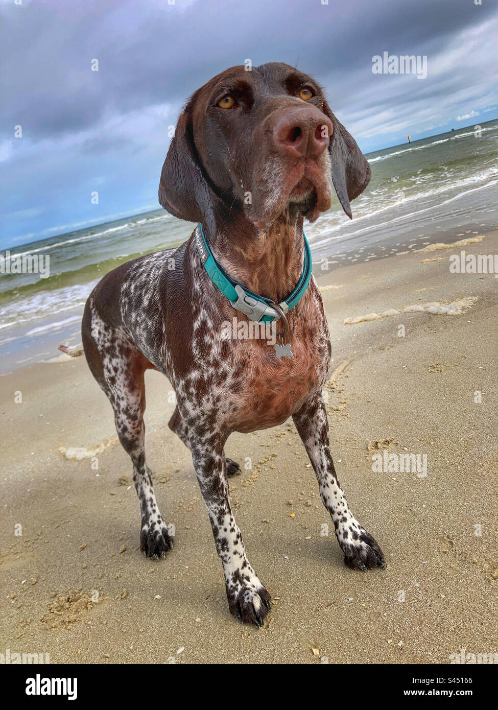German pointer dog on Seaford beach Melbourne Victoria Australia - Smartphone Captured Stock Image