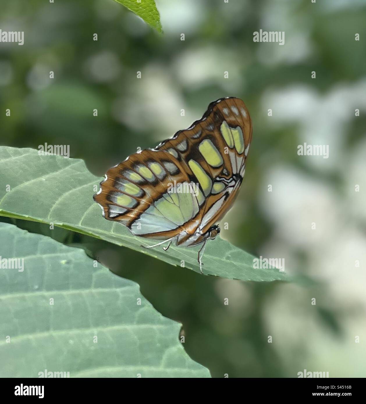 Green and Brown Butterfly Stock Photo Alamy