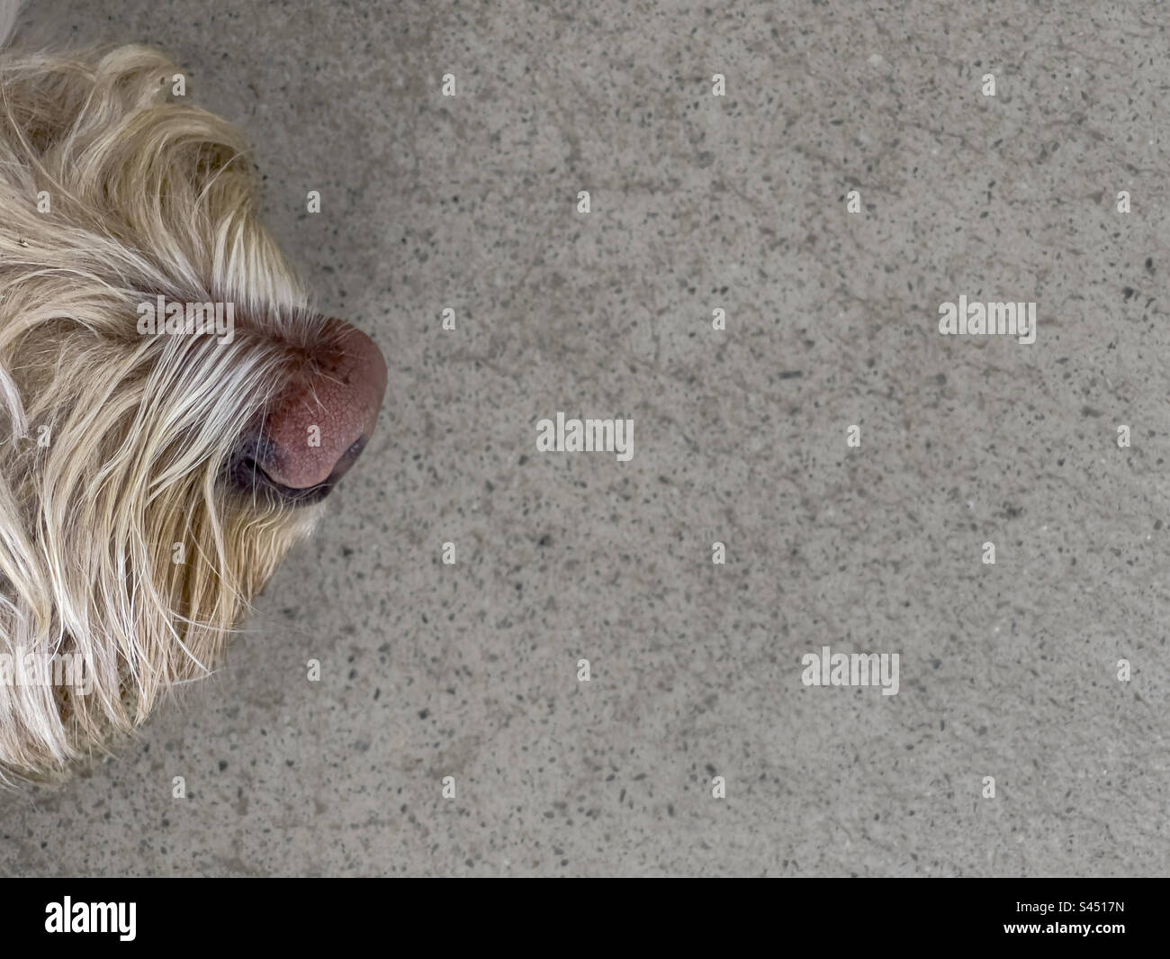 Dog's nose seen from above against a concrete floor. - Smartphone Captured Stock Image