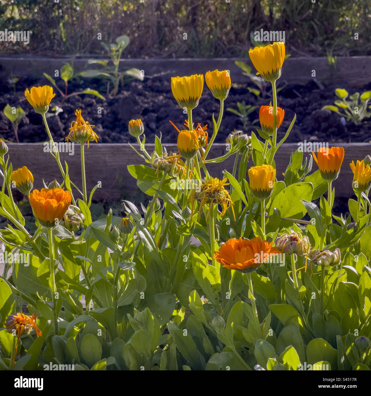 Orange Marigold flowers growing in a raised bed next to vegetables to create biodiversity. UK - Smartphone Captured Stock Image