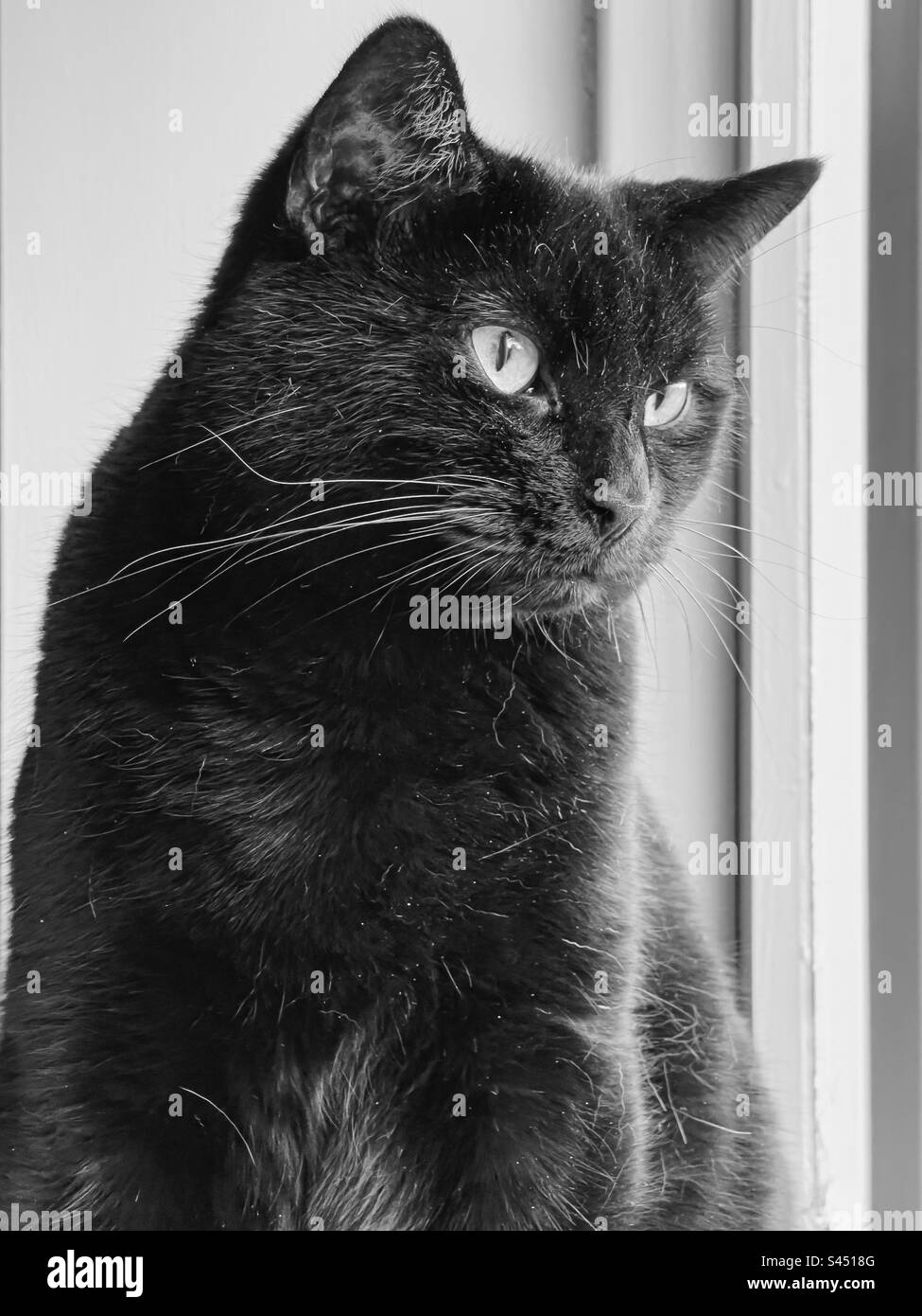 Monochrome image of a black cat looking out of the window - Smartphone Captured Stock Image