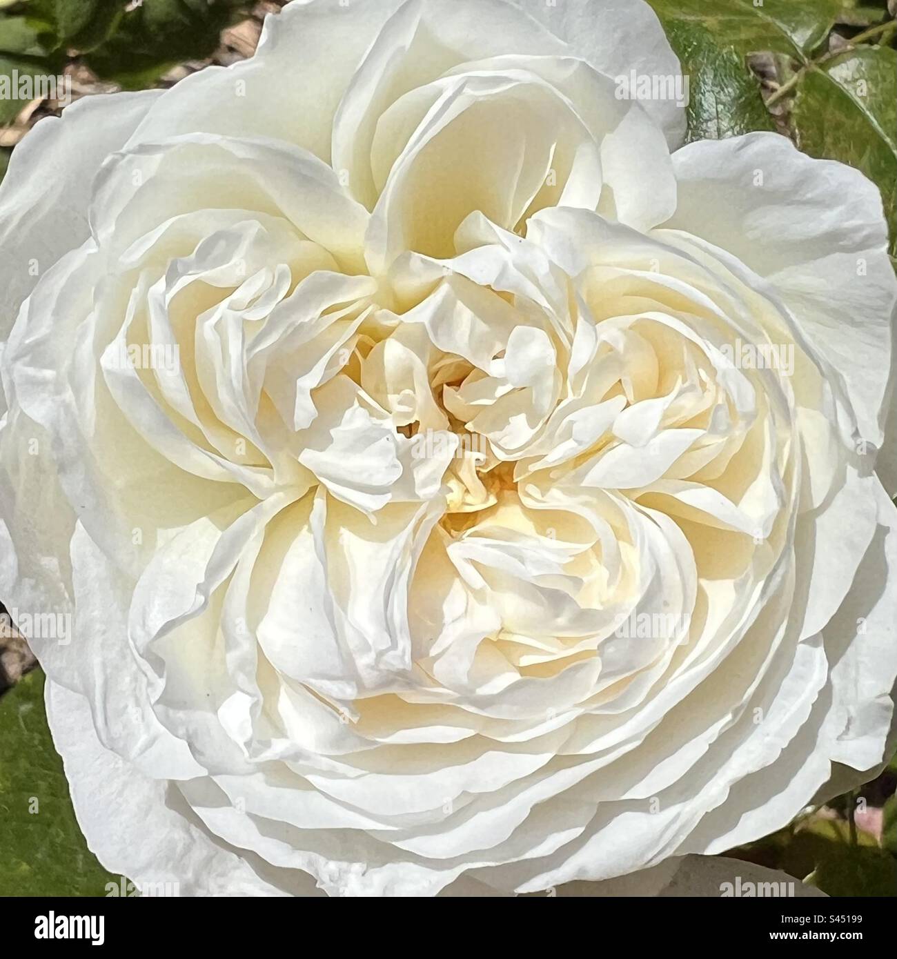 White cabbage rose Stock Photo - Alamy