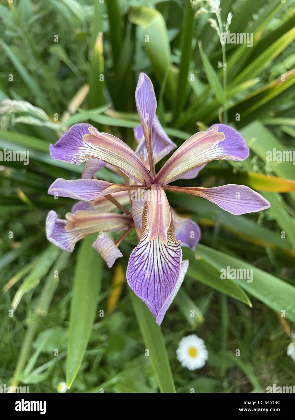 Stinking Iris flowering in a meadow Stock Photo