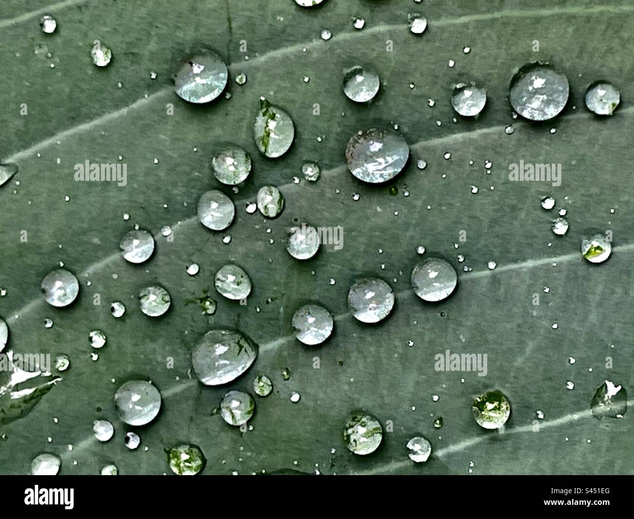 Tiny perfect drops of rain on a hosta leaf Stock Photo