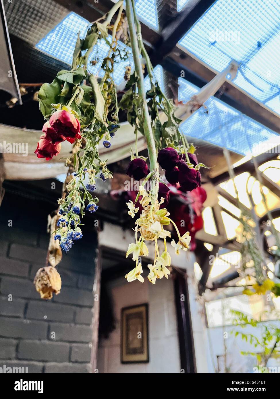 Dried flowers suspended upside down from glass roof Stock Photo Alamy