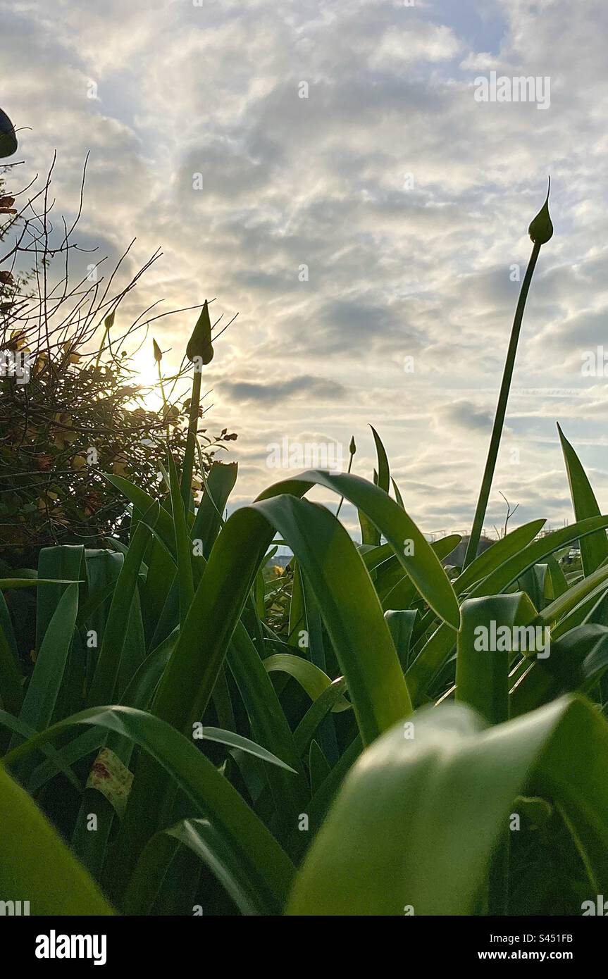 Spring Agapanthus africanus plant growth in early morning light Santander Cantabria Spain - Smartphone Captured Stock Image