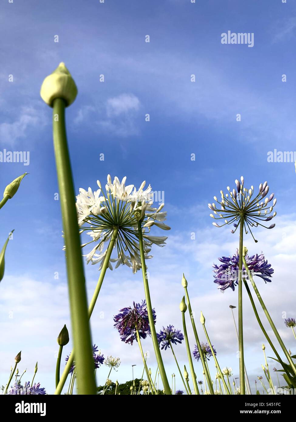 Flowering Agapanthus africanus plants in early morning sun Santander Cantabria Spain - Smartphone Captured Stock Image