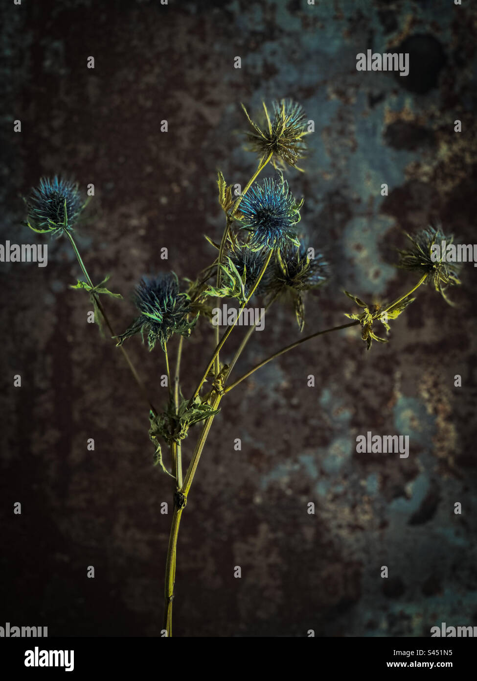 Dead thistles - Smartphone Captured Stock Image