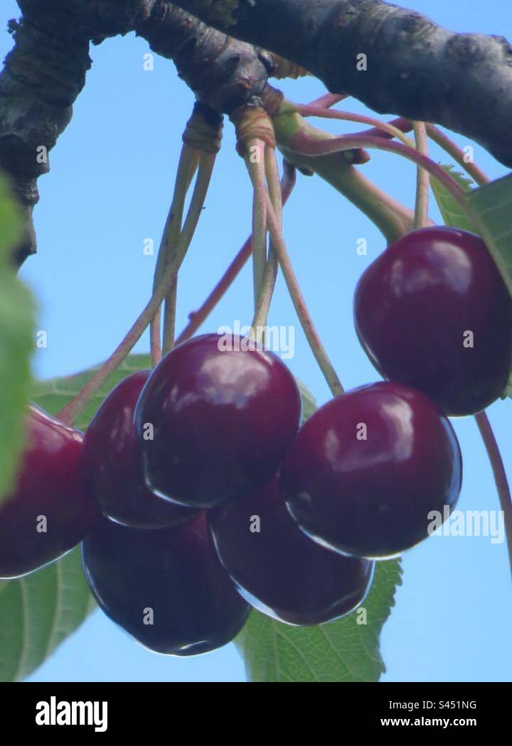 Cherries! Switzerland! - Smartphone Captured Stock Image