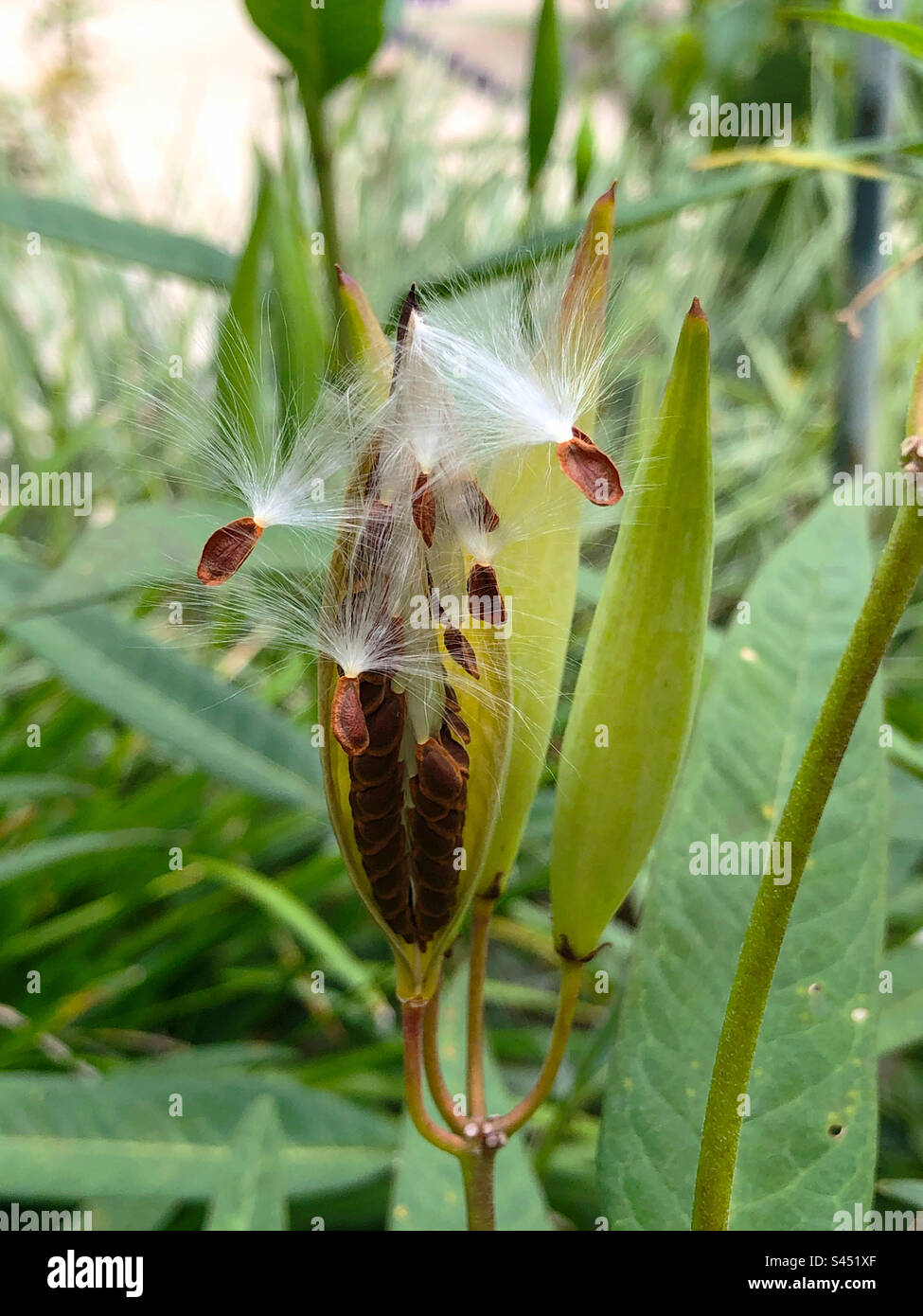 An opened seed pod of tropical milkweed (Asclepias curassavica) - the host plant of the Monarch butterfly. Stock Photo