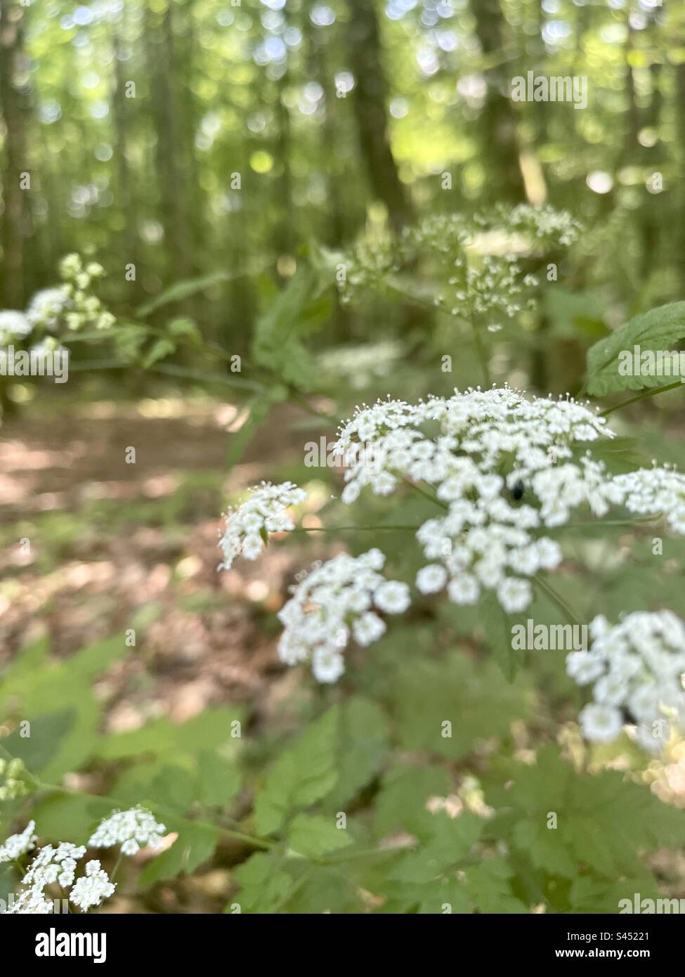 Beautiful white flowers in the forrest stock photo alamy