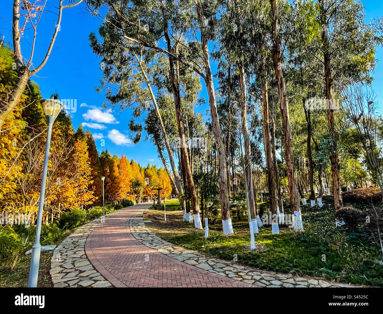 Garden route in winter - Smartphone Captured Stock Image