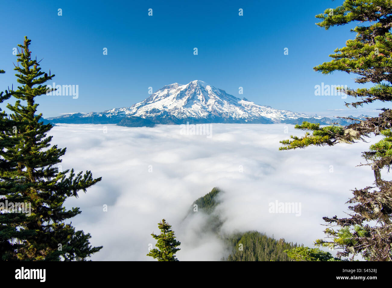 Mount Rainier above the clouds - Smartphone Captured Stock Image