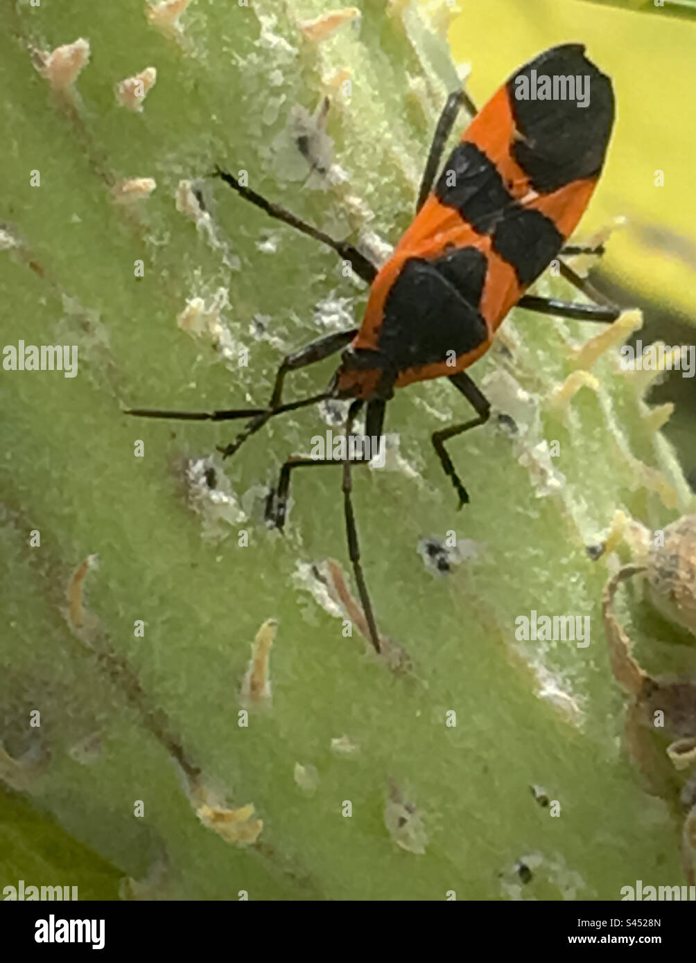 Closeup of Oncopeltus on a plant Stock Photo - Alamy