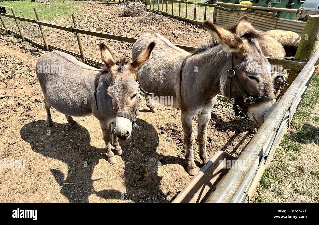 Donkeys & pigs. Poplars farm. Stock Photo