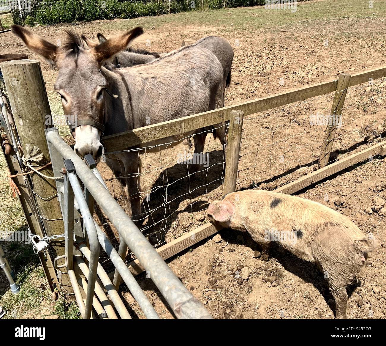 Pig & donkey. Poplars farm. Stock Photo