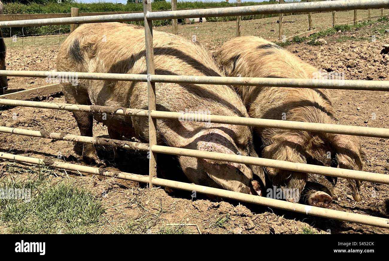 Pigs at poplars farm. Stock Photo
