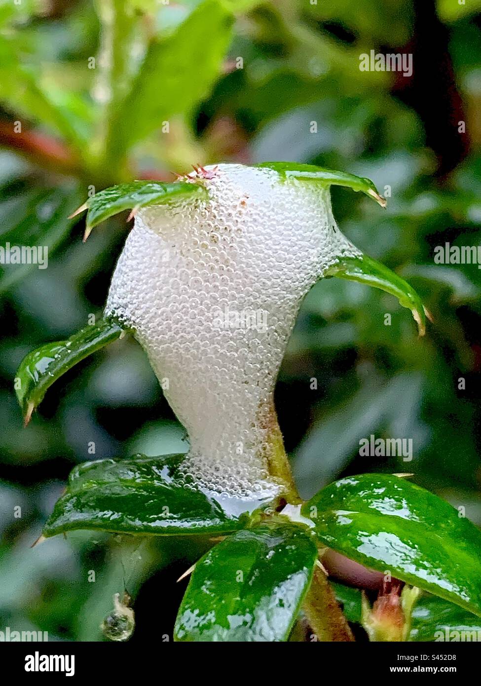 Nymph insects hi-res stock photography and images - Alamy