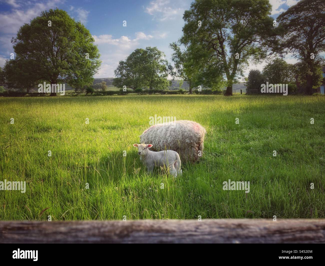 A Ewe and lamb peacefully graze on a summer’s evening in Derbyshire. - Smartphone Captured Stock Image