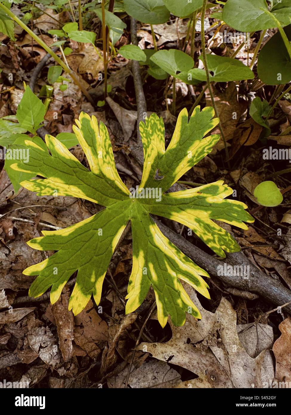 Wild geranium leaf with beautiful yellow variegation from mosaic disease growing on the forest floor. Stock Photo