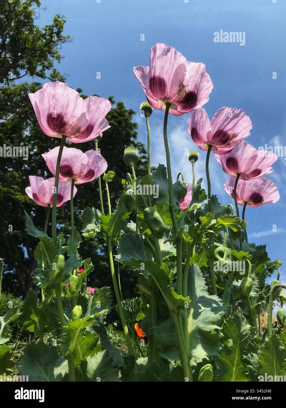 Giant poppies blooming in the summer sun in June 2023 UK - Smartphone Captured Stock Image