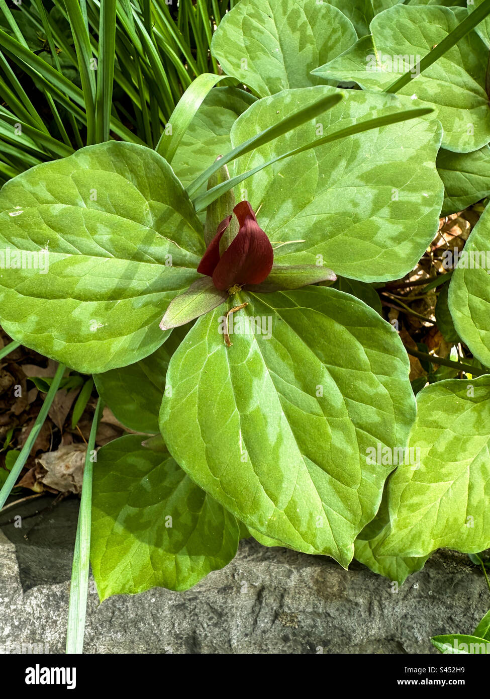 Beautiful trillium chloropetalum plant in swampy forest with faint white variegation and a vibrant red flower. Stock Photo