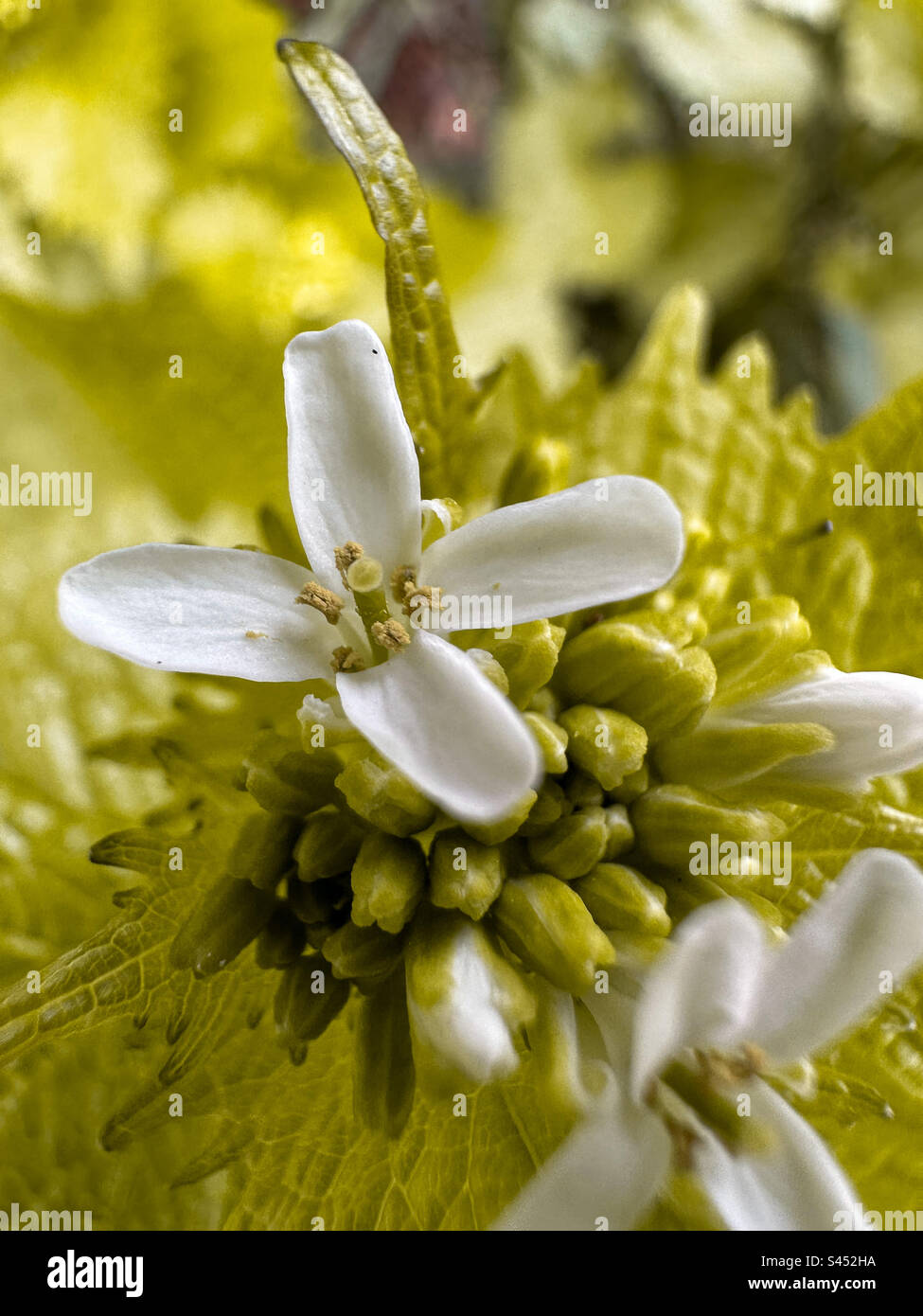 Close up shot of a white garlic mustard flower and buds, Alliaria