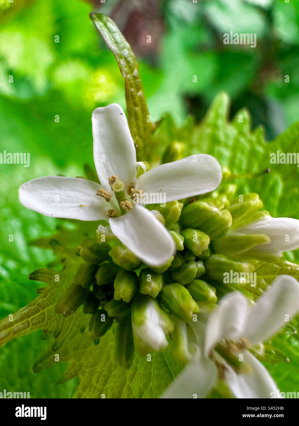 Close up shot of a white garlic mustard flower and buds, Alliaria petiolata growing in a forest. Stock Photo