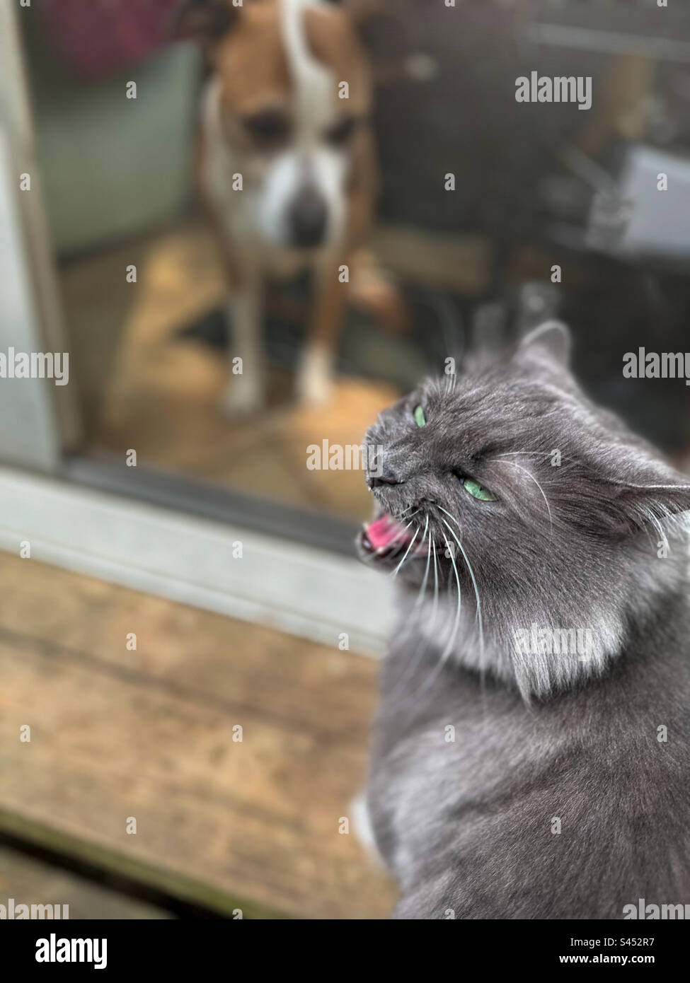 Adorable fluffy grey and white cat with green eyes making a funny face meowing while dog looks sad behind glass door. Stock Photo