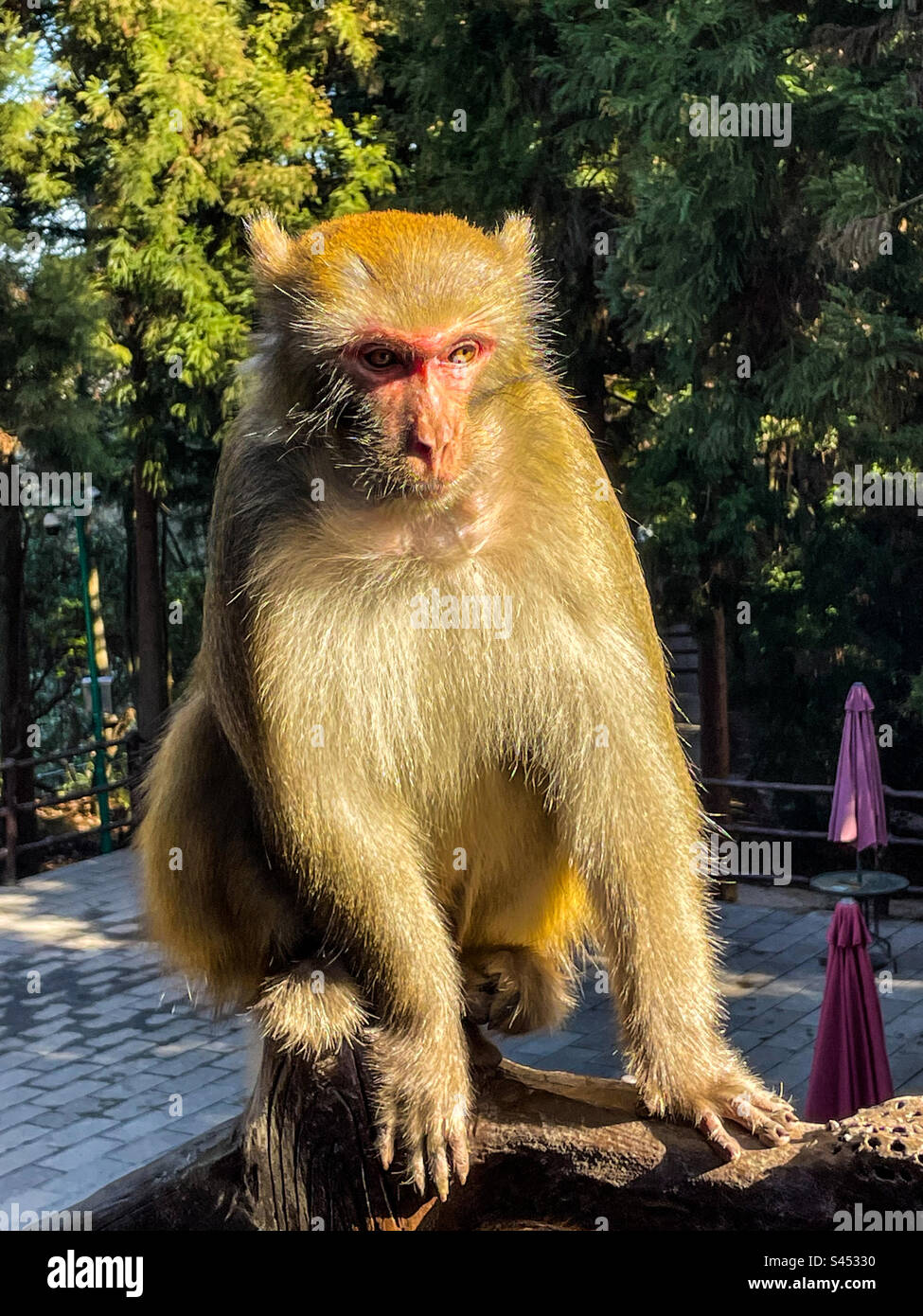Mountain monkey in the winter Stock Photo - Alamy