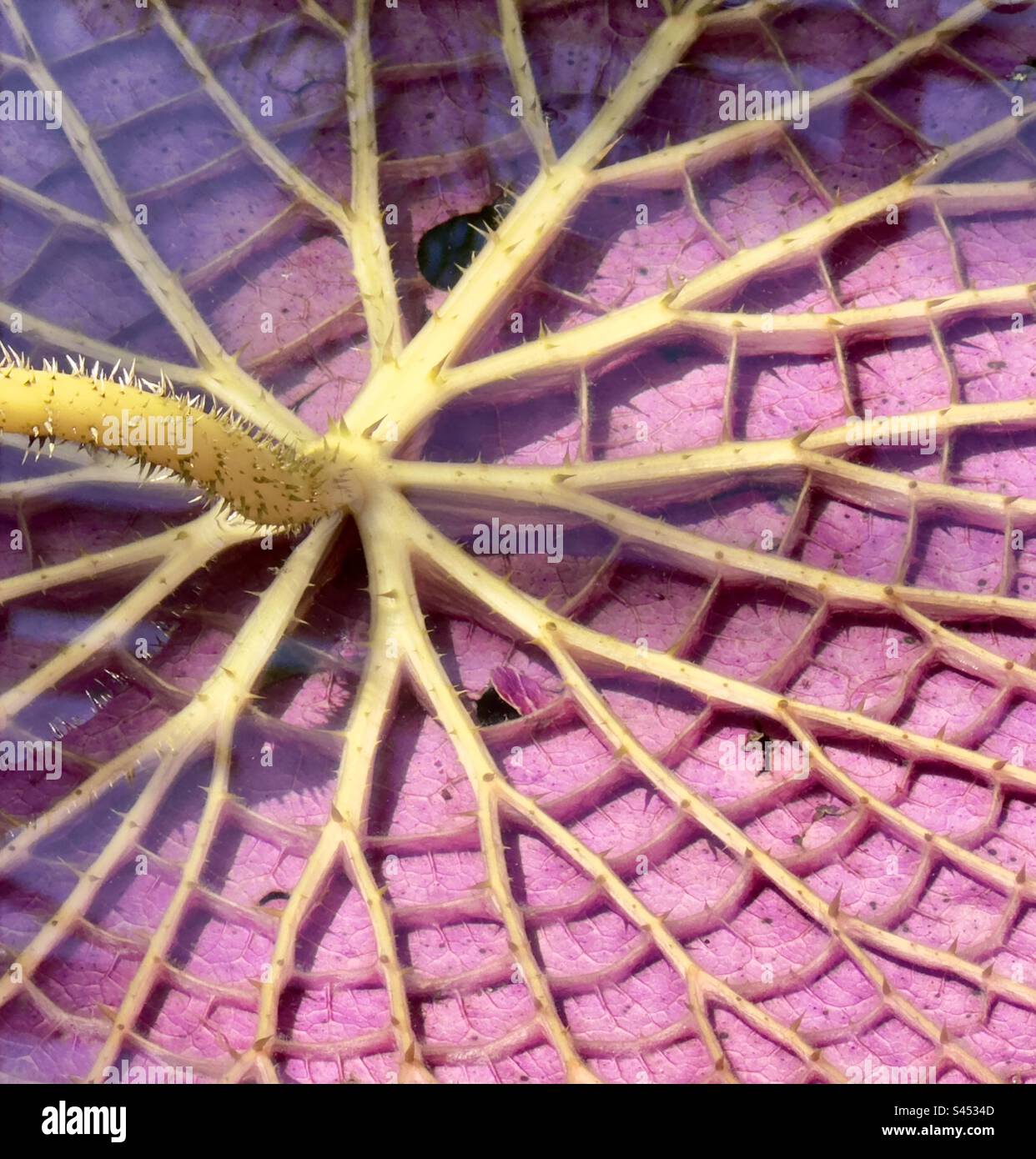 The underside of a leaf of the giant water Lily Victoria, amazonica in the University botanical Gardens in Leiden in the Netherlands - Smartphone Captured Stock Image