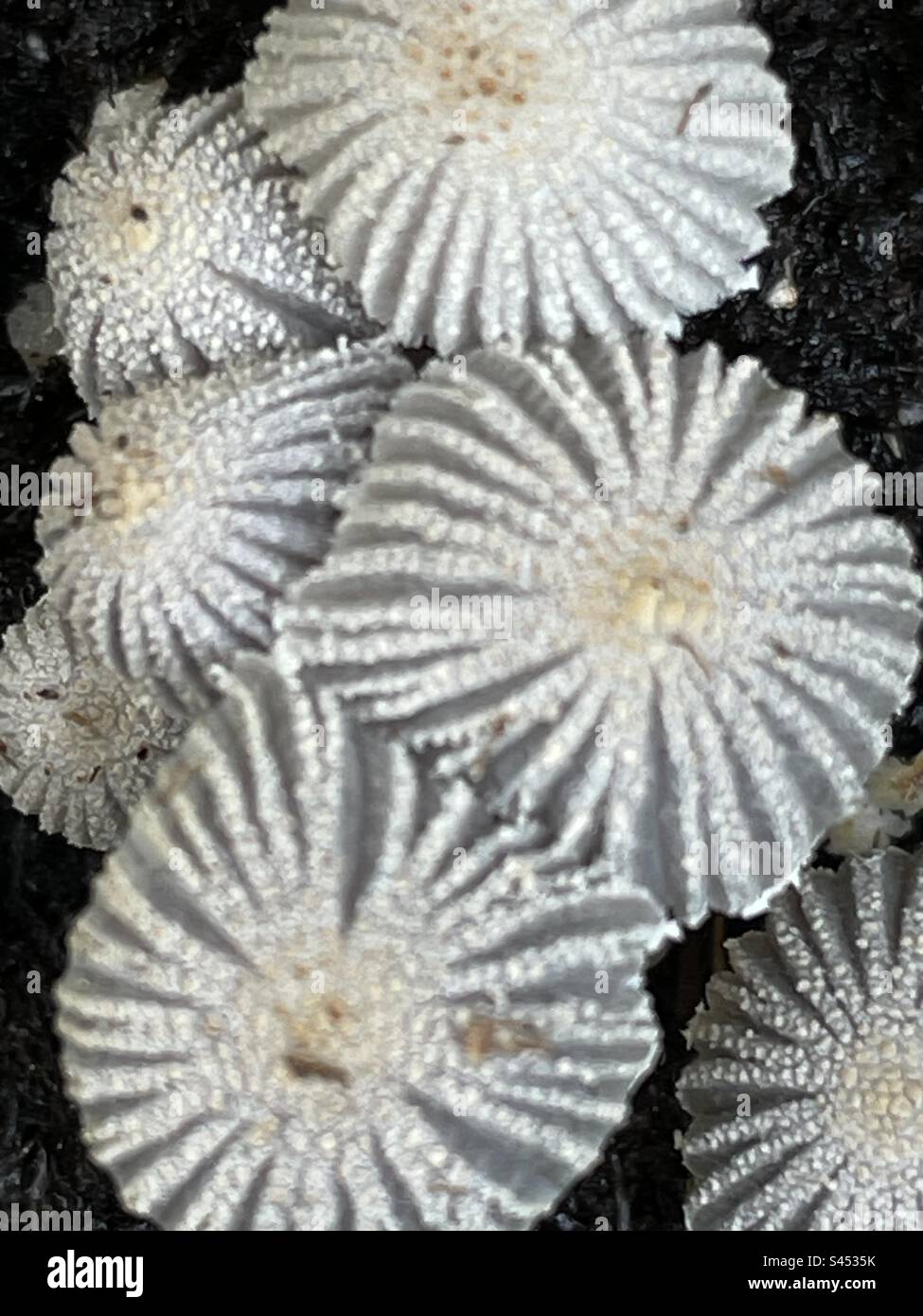 Strange spores in soil that originate from the mushroom fungus up close