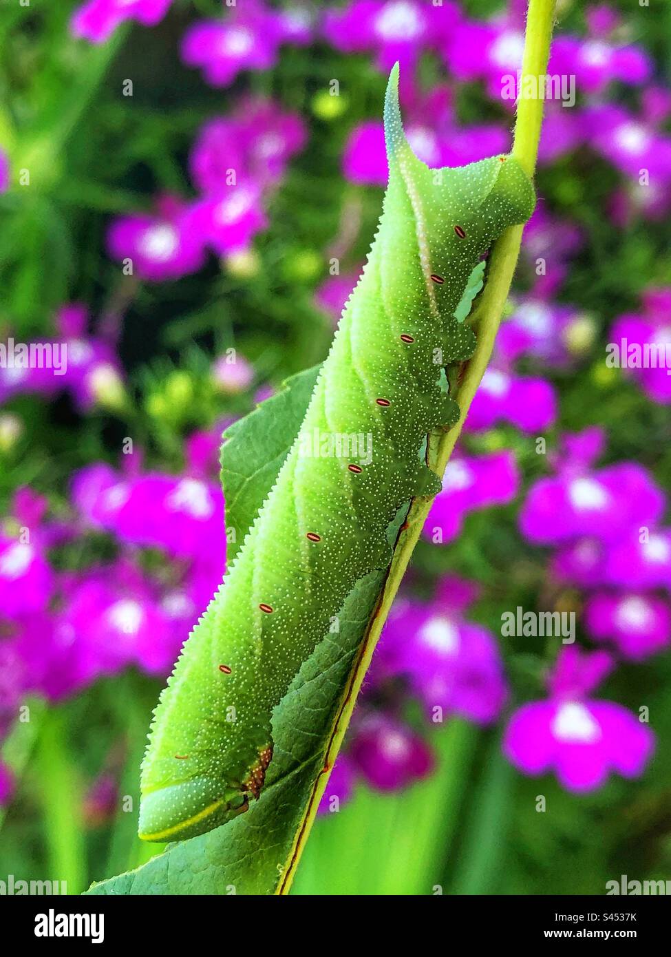 Lathoe hybrid Rothschildii hawk moth caterpillar from parents moths Eyed hawk female and male poplar hawk - Smartphone Captured Stock Image