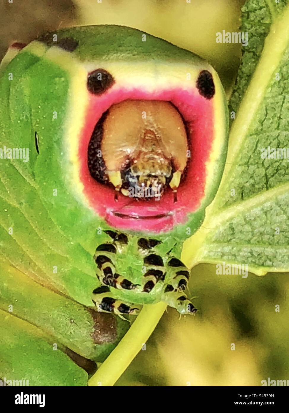 Puss moth larvae showing eye spots as a defensive posture Stock Photo