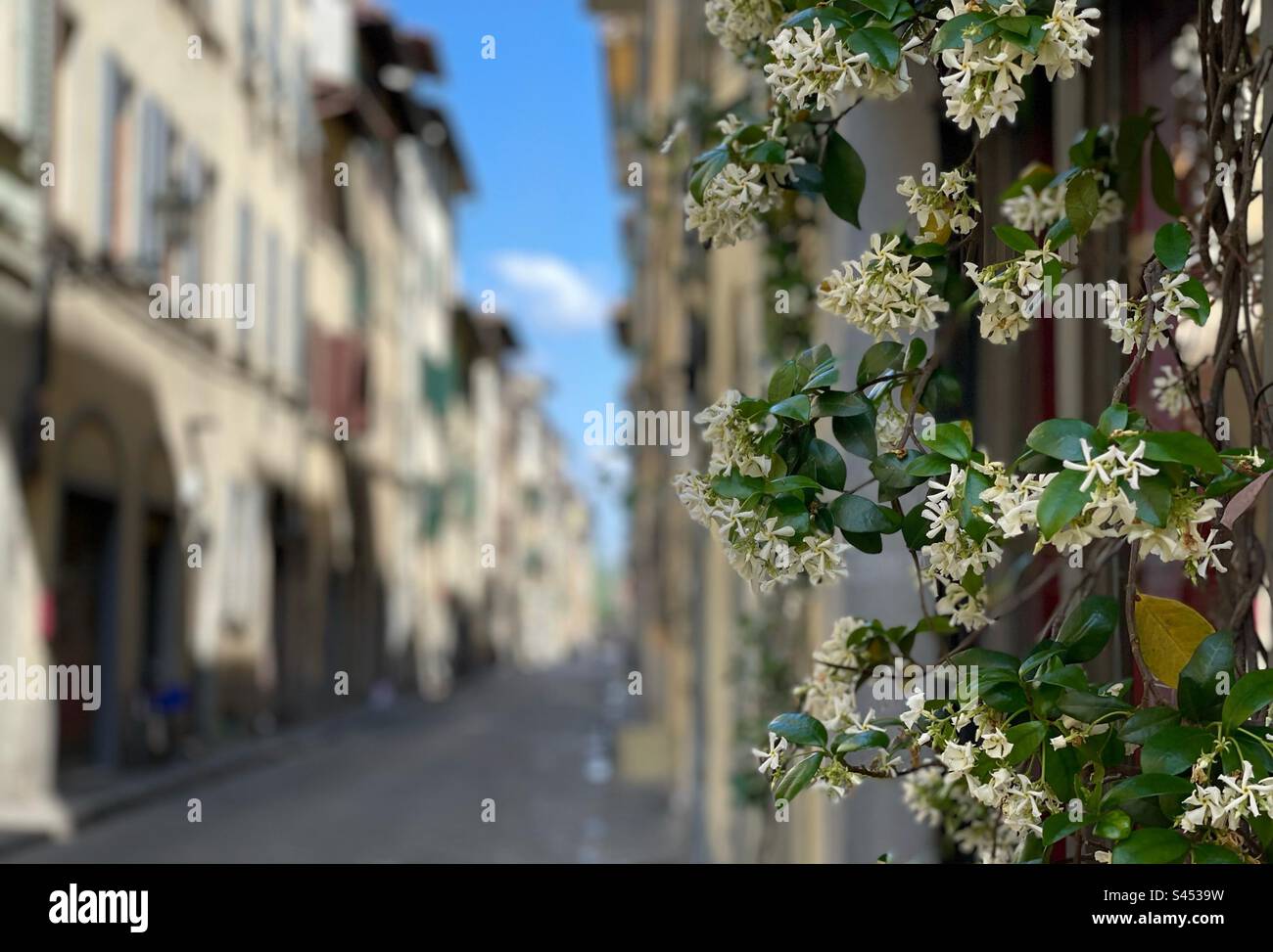 Blooming flowers in the streets of Florence, Italy - Smartphone Captured Stock Image